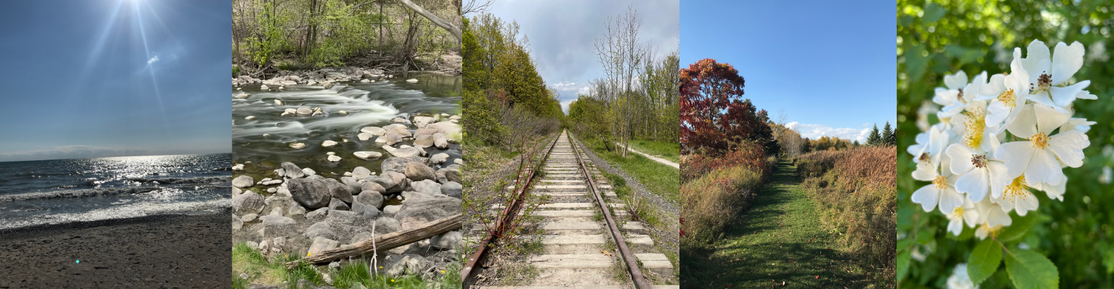 Five photos of Toronto's ravines and natural parks showing rivers, forests, and flowers turned into one image collage.